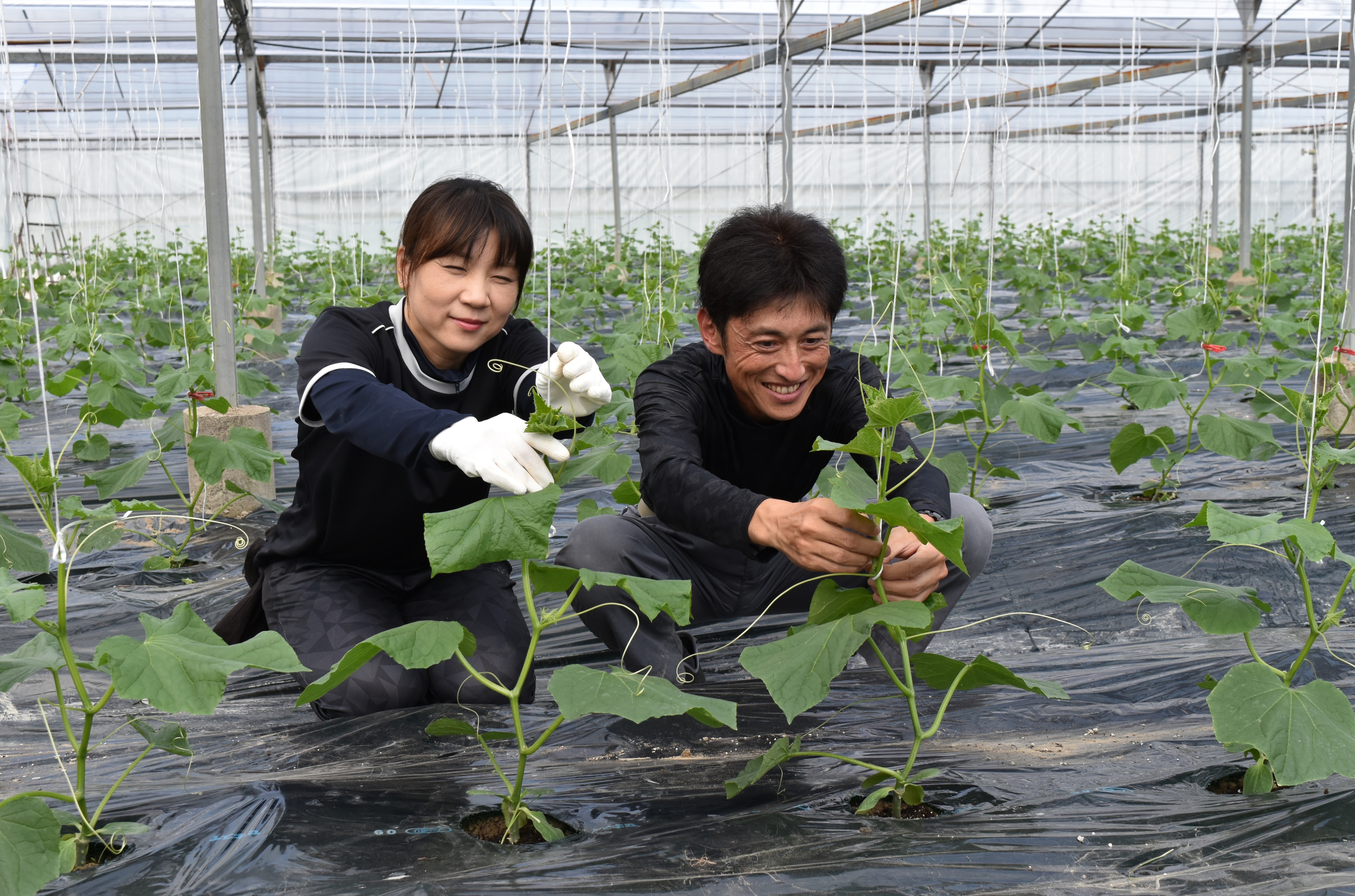 新規就農でキュウリ栽培 技術を身に付け安定出荷へ ｎｏｓａｉ徳島 徳島県農業共済組合