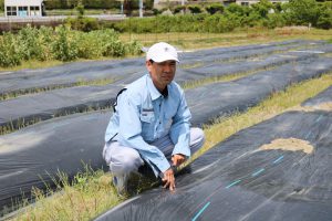 ケイトウ栽培に挑戦 ｎｏｓａｉ徳島 徳島県農業共済組合